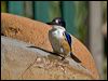 forest_kingfisher_153443