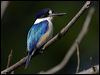 Click here to enter gallery and see photos/pictures/images of Forest Kingfisher