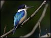 Click here to enter gallery and see photos/pictures/images of Forest Kingfisher