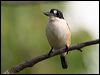 forest_kingfisher_35853