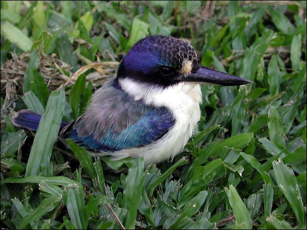 Forest Kingfisher forest_kingfisher_09966.psd