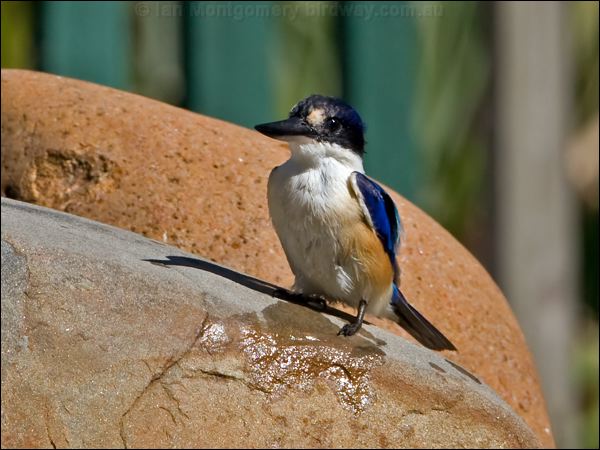 Forest Kingfisher forest_kingfisher_153443.psd