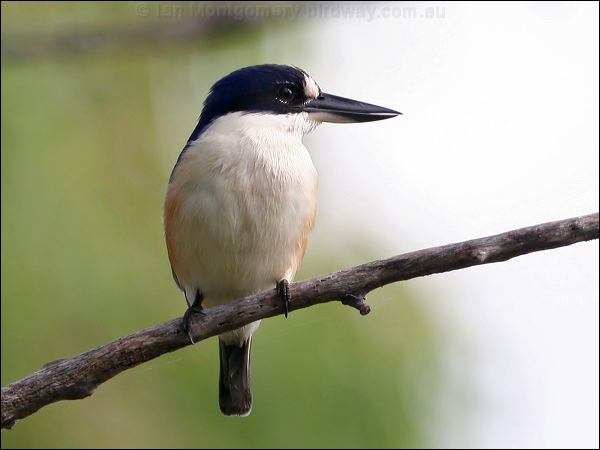 Forest Kingfisher forest_kingfisher_35851.psd