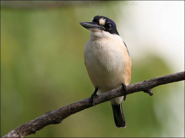 Forest Kingfisher forest_kingfisher_35853.psd