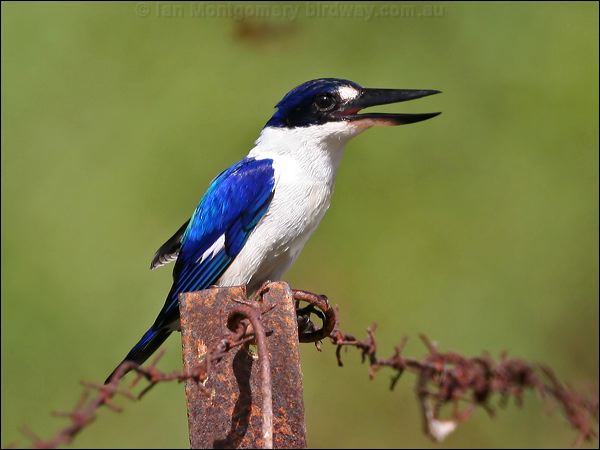 Forest Kingfisher forest_kingfisher_43085.psd