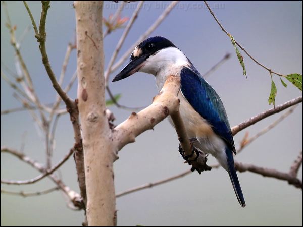 Forest Kingfisher forest_kingfisher_46396.psd