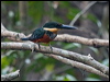 grn_ruf_kingfisher_205027