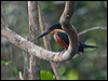 grn_ruf_kingfisher_205028