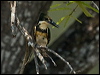 green_kingfisher_203064