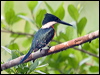 green_kingfisher_204766