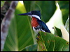 green_kingfisher_26414