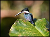 green_kingfisher_26917