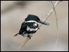 green_kingfisher_27400