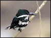 green_kingfisher_27403
