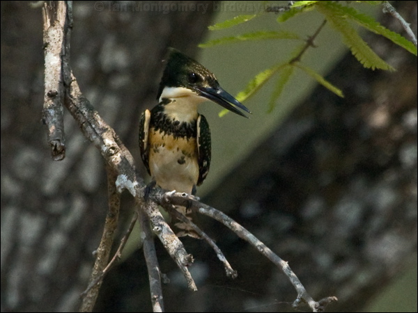 Green Kingfisher green_kingfisher_203064.psd