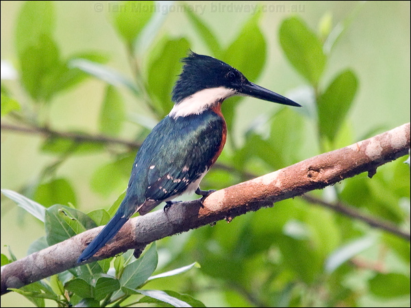 Green Kingfisher green_kingfisher_204766.psd