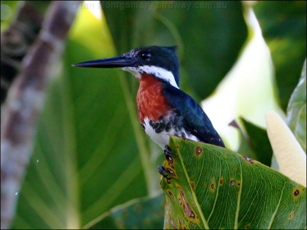 Green Kingfisher green_kingfisher_26414.psd