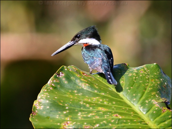 Green Kingfisher green_kingfisher_26917.psd