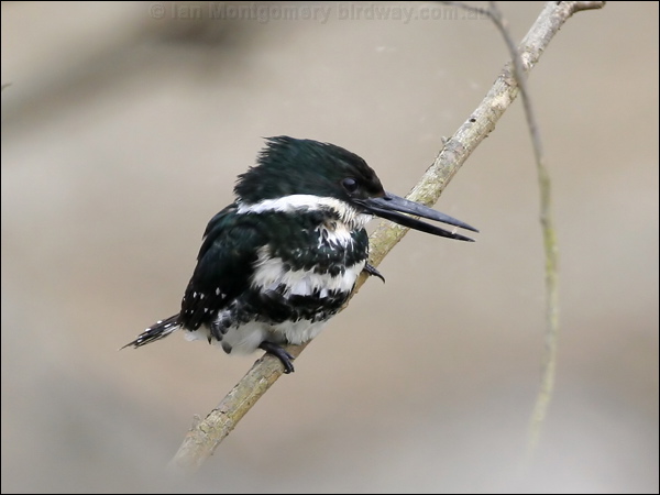 Green Kingfisher green_kingfisher_27400.psd