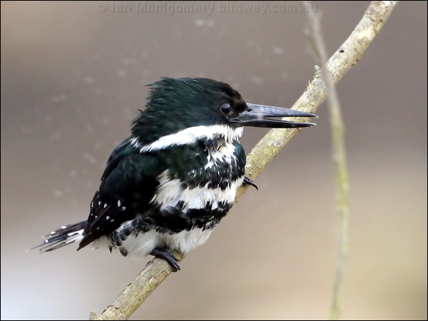 Green Kingfisher green_kingfisher_27403.psd