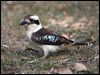 laughing_kookaburra_05911