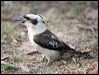 laughing_kookaburra_05940