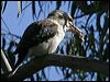 laughing_kookaburra_06273