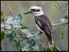 laughing_kookaburra_105978
