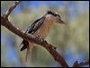 laughing_kookaburra_167285