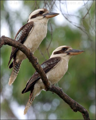 Laughing Kookaburra laughing_kookaburra_05121.jpg