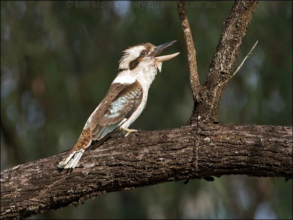 Laughing Kookaburra laughing_kookaburra_05906.psd