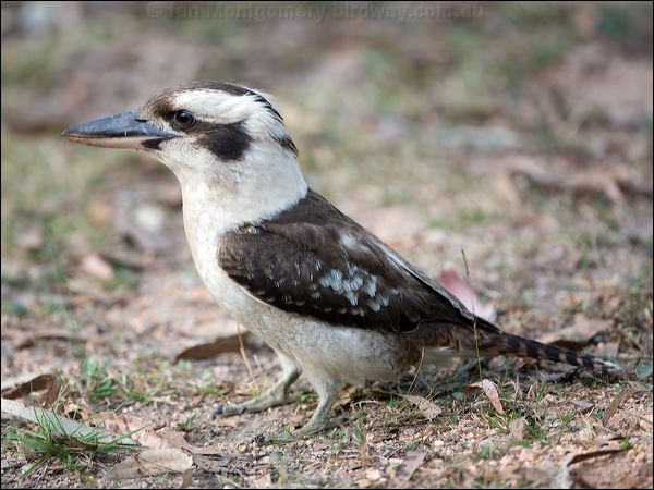 Laughing Kookaburra laughing_kookaburra_05940.psd