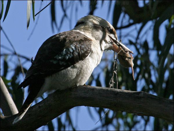 Laughing Kookaburra laughing_kookaburra_06273.psd