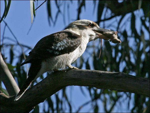 Laughing Kookaburra laughing_kookaburra_06275.psd
