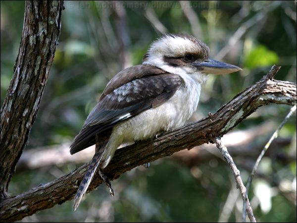 Laughing Kookaburra laughing_kookaburra_08372.jpg