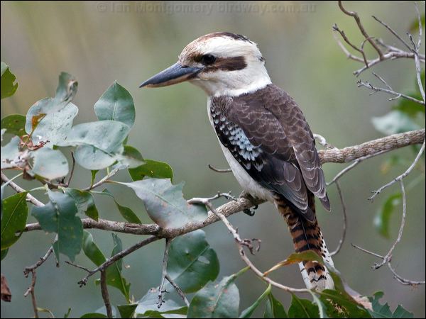 Laughing Kookaburra laughing_kookaburra_105978.psd