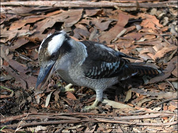 Laughing Kookaburra laughing_kookaburra_14134.jpg