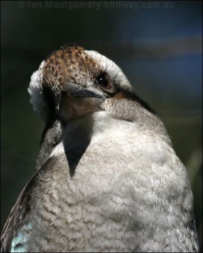 Laughing Kookaburra laughing_kookaburra_14165.jpg