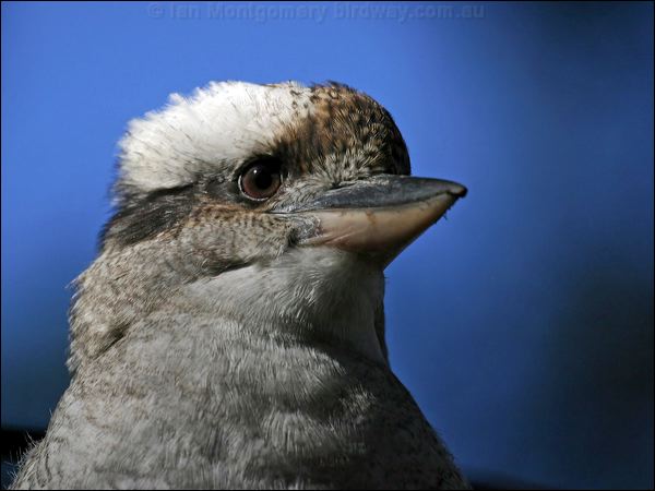 Laughing Kookaburra laughing_kookaburra_14170.jpg