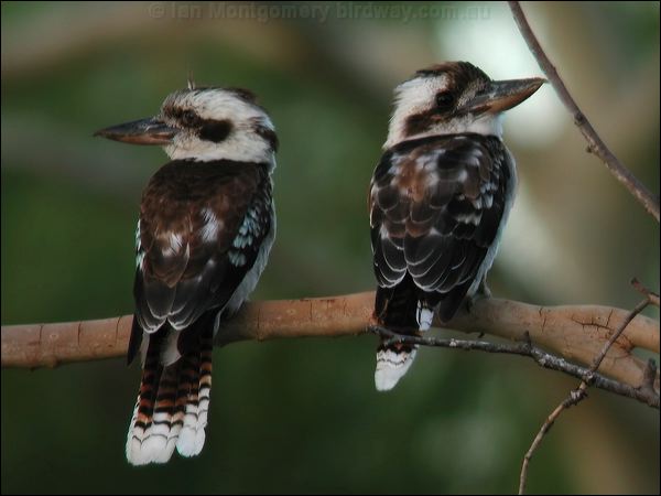 Laughing Kookaburra laughing_kookaburra_15629.jpg