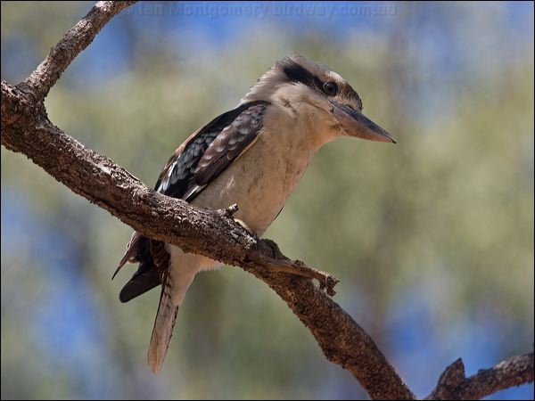 Laughing Kookaburra laughing_kookaburra_167285.psd