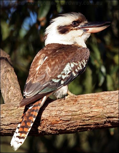 Laughing Kookaburra laughing_kookaburra_28378.jpg