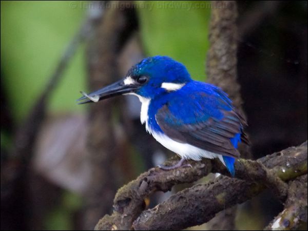 Little Kingfisher little_kingfisher_120174.psd