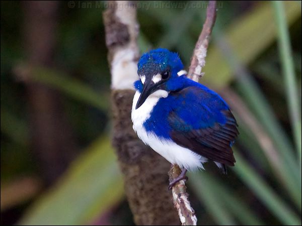 Little Kingfisher little_kingfisher_120197.psd