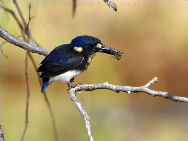 Little Kingfisher little_kingfisher_14470.jpg
