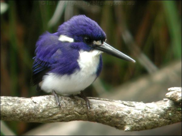 Little Kingfisher little_kingfisher_20904.jpg