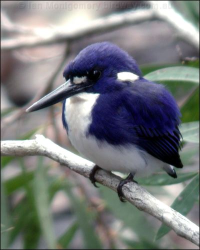 Little Kingfisher little_kingfisher_20920.jpg