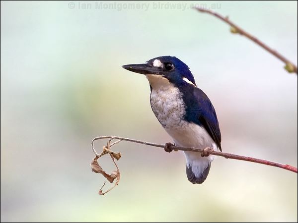 Little Kingfisher little_kingfisher_65396.jpg
