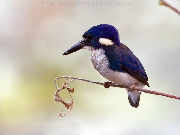 Little Kingfisher little_kingfisher_65400.jpg