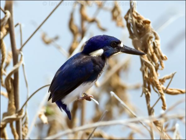 Little Kingfisher little_kingfisher_65414.jpg